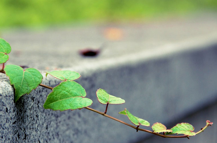 重庆市医药经贸学校