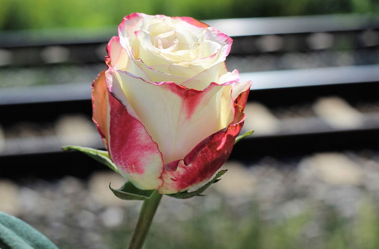 双柏县职业高级中学2022年分数线 双柏县职业高级中学2022年分数线